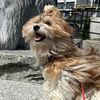 kaycethehavanese