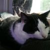 advswithcats