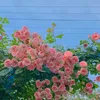 dongocthuynguyen1129