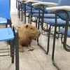 capivara_gorda