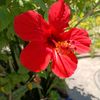 e.allahverdiyeva