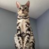 aristocatsbengals