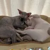 dumbbell_sphynxcat