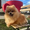 mydogdolci