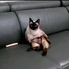 moddangii
