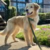 goldenboydenver