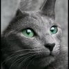 gaturro101