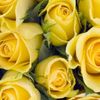 jacquline233