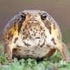jd_likes_frogs