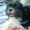 mymochipup