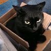 smokes_the_cat