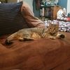 detectivecoffeecat