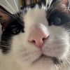 lokijustthecat