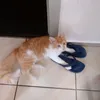 bibis010