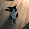 destinedcatlady