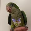 magdylee