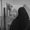 مٌ | ١٩٩٧