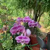 haichuong90