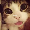 docap3_thptvt