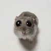 hanjyguedes