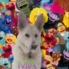 chaos.mia