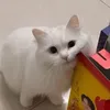 _kleennn2