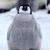penguinking72
