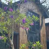 OMELY Villa
