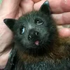 foodbat