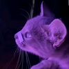 hello_13572