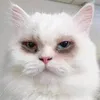 whitedamon1