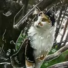 otherpaws11