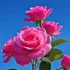 mary.1078