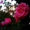 nelkaa_x0