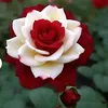 user91202149