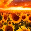 sunflwer20