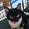 itspixithecat