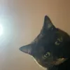 tommooliver