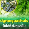 สมุนไพร ใกล้ตัว