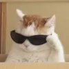 fatmagu1