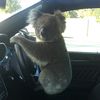 koalawithacar
