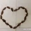 tridzs1tg_2ko9
