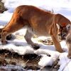 cougartyson