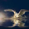 skyswan13