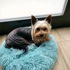 kiko_the_yorkie