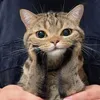 hnjqk