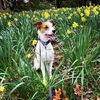 oliver_supermutt