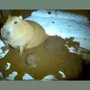 chupepkin_456