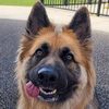 delilahspuppyadventures