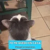 silviagd0